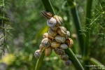 Schneckenhäuschen250509145834