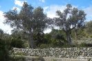 Es-Arta-Betlem-Olive151012173133