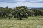 ES-SantaMartaDehesa250508181052