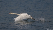 Höckerschwan260816100916