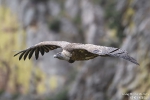 Gänsegeier250505172351