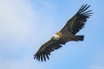 Gänsegeier250506111517