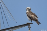 Schlangenadler250513131458