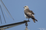 Schlangenadler250513131521