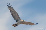 Schlangenadler250513131624