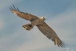 Schlangenadler250513131625