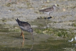 Dunkelwasserläufer260819102452