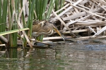 Zwergdommel250505131851