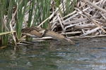 Zwergdommel250505134053