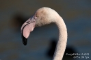 Störche, Ibisse, Flamingos