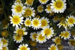 XXBlume250510160612