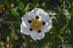 Zystrose250501101649