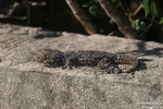 Gecko250512100317