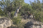 SteinbockIbericus250501093300