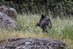 Wildschwein250430201221