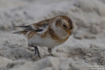Schneeammer251012140026