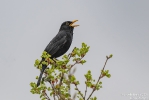 Amsel260413153919