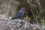 Blaumerle250507185357