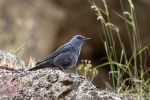 Blaumerle250507185407