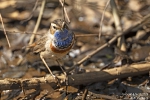 Blaukehlchen250402122140