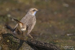 Blaukehlchen250402124421