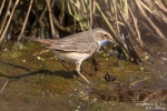 Blaukehlchen250402124426