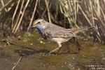 Blaukehlchen250402124436