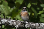 Gartenrotschwanz260927102717