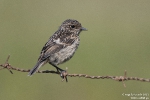 Schwarzkehlchen250512112019
