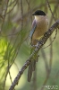 Blauelster250430142751