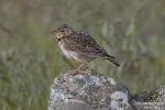 Kalanderlerche250507093042
