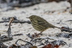 Strandpieper251010103803