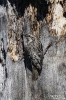 Waldbaumlaeufer260623095824b