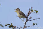 Orpheusspötter250510110852