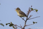 Orpheusspötter250510110922