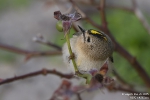 Wintergoldhähnchen251013180552KI
