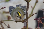 Wintergoldhähnchen251013180738