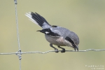 Mittelmeerraubwürger250507120151