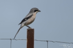 Mittelmeerraubwürger250507120353